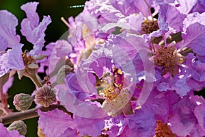 Queen`s Crape Myrtle