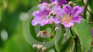 Queen`s Flower or Inthanin flower in Thailand and Lagerstroemia speciosa L. Pers . Queen`s crape myrtle, Pride of India,