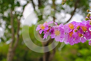 Queen`s flower, Lagerstroemia macrocarpa Wall. purple beautiful on tree