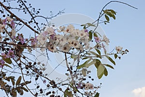 Queen`s flower, Queen`s crape myrtle or Lagerstroemia macrocarpa wall.