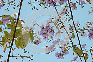 Queen`s flower, Queen`s crape myrtle or Lagerstroemia macrocarpa wall bloom on tree on sky background.