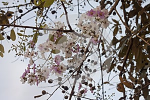 Queen`s flower, Queen`s crape myrtle or Lagerstroemia macrocarpa wall on sky background.