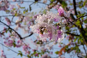 Queen's Flower, Queen's crape myrtle, Pride of India , Beautiful purple pink flower