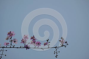 Queen's Flower , Queen's crape myrtle , Pride of India ,Beautiful purple pink flower on blue sky background