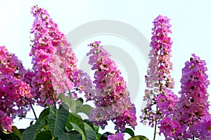 Queen`s flower, Queen`s crape myrtle, Pride of India, Jarul  Lagerstroemia speciosa on a white background