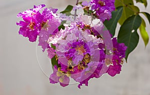 Queen`s Flower scientific name: Lagerstroemia speciosa