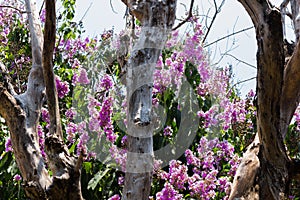 Queen `s Flower scientific name: Lagerstroemia speciosa