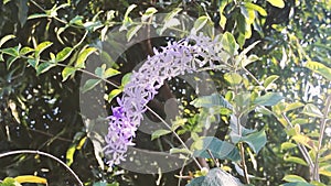 Queen`s wreath vine flower purple wreath flower,sandpaper vine flower,Petrea volubilis.