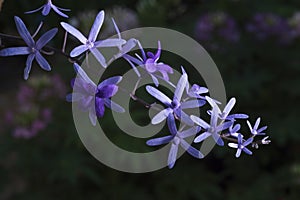 Queen`s wreath vine or purple wreath vine flower Petrea volubilis