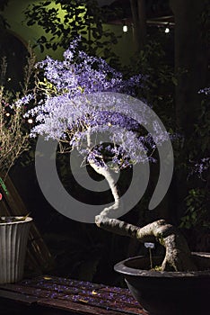 Queen`s wreath vine or purple wreath vine flower Petrea volubilis