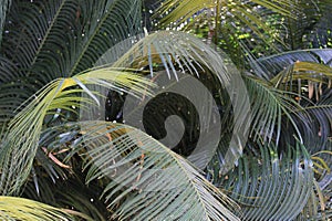 Queen sago background, Cycas circinalis, cycad plant, Indian, Sri Lankan species, Introduced ornamental species photo