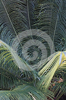 Queen sago, Cycas circinalis, cycad plant, Indian, Sri Lankan species, Introduced ornamental species photo