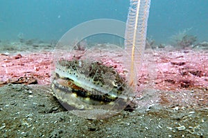 Queen Scallop & Slender Sea Pen