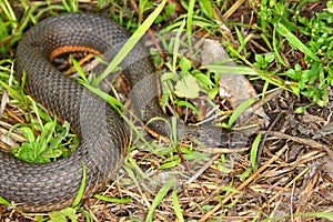 Queen Snake (Regina septemvittata)