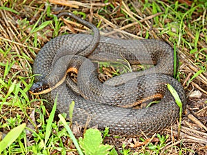 Queen Snake (Regina septemvittata) photo