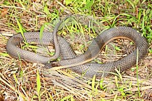 Queen Snake (Regina septemvittata)