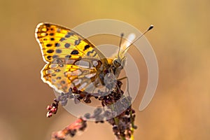 Queen of Spain fritillary