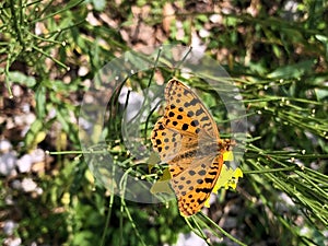 Queen of Spain fritillary batterfly Issoria lathonia, der Kleiner Perlmutterfalter Schmetterling, ObiÄna sedefica