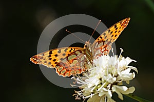 The Queen of Spain fritillary butterfly , Issoria lathonia