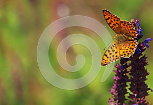 The Queen of Spain fritillary butterfly, Issoria lathonia