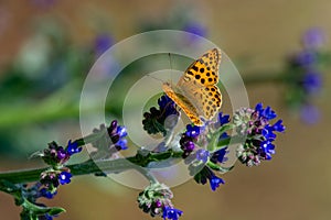 Queen of Spain Fritillary butterfly, Issoria lathonia ** Note: