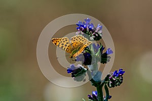 Queen of Spain Fritillary butterfly, Issoria lathonia ** Note: