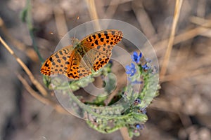 Queen of Spain Fritillary butterfly, (Issoria lathonia) Note-Shallow depth of field