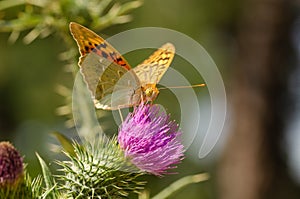 Queen of Spain Fritillary butterfly, Issoria lathonia,is sittin