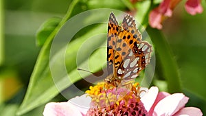 Queen of Spain fritillary butterfly on zinnia flower, Issoria lathonia closeup video shot