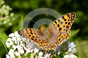 Queen of Spain fritillary / Issoria lathonia