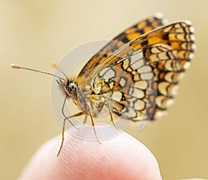 The Queen of Spain fritillary. Issoria Lathonia .