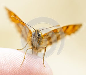 The Queen of Spain fritillary. Issoria Lathonia .