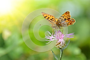 The Queen of Spain Fritillary Issoria lathonia, butterfly of the family Nymphalidae.