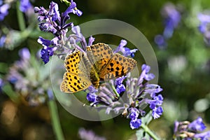 Queen of Spain fritillary Issoria lathonia is a butterfly of the family Nymphalidae