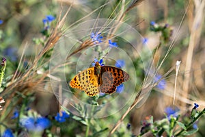 The Queen of Spain fritillary (Issoria lathonia) is a butterfly of the family Nymphalidae