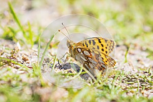 Queen of spain fritillary, issoria lathonia, butterfly resting in a meadow