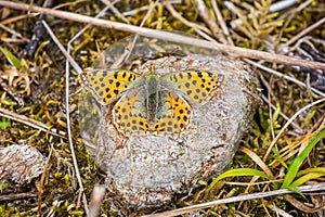 Queen of spain fritillary, issoria lathonia, butterfly resting in a meadow