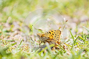 Queen of spain fritillary, issoria lathonia, butterfly resting in a meadow