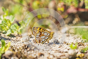 Queen of spain fritillary, issoria lathonia, butterfly resting in a meadow