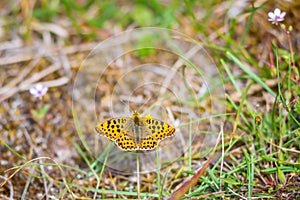 Queen of spain fritillary, issoria lathonia, butterfly resting in a meadow