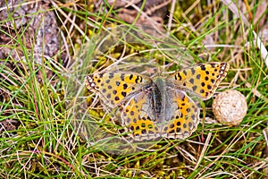 Queen of spain fritillary, issoria lathonia, butterfly resting in a meadow