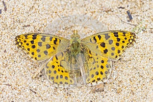 Queen of spain fritillary, issoria lathonia, butterfly resting in a meadow