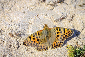 Queen of spain fritillary, issoria lathonia, butterfly resting in a meadow