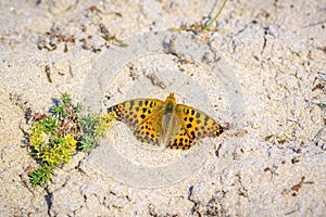 Queen of spain fritillary, issoria lathonia, butterfly resting in a meadow