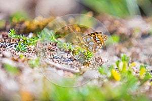 Queen of spain fritillary, issoria lathonia, butterfly resting in a meadow