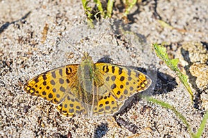 Queen of spain fritillary, issoria lathonia, butterfly resting in a meadow open wings