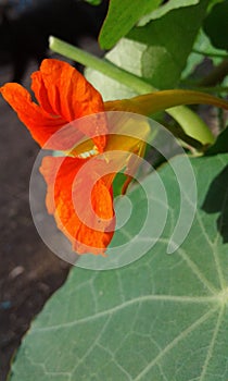 Queen taco flower photo