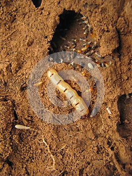 Queen Termite at the entrance of her nest, Pune, Maharashtra