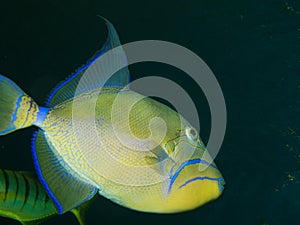 Queen triggerfish