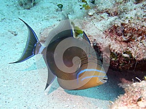 Queen Triggerfish